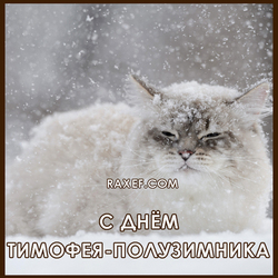 Happy Timofeev Day! Happy Timothy-half-winter! (postcard, picture, congratulations)
