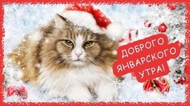 Postcard with a fluffy cat. Good January morning (postcard, picture, congratulations)