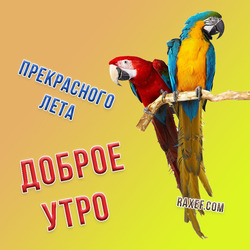 Postcards, pictures, wishes for a good summer morning. Postcard with parrots and wishes of a wonderful summer and good morning!