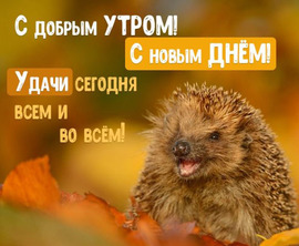 Good morning. Postcard with a hedgehog on the theme of good morning!