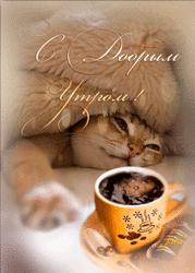 Good morning. Beautiful, lively postcard with a cute cat. GIF picture, GIF. Good morning!