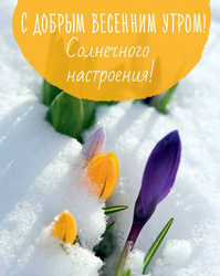Good spring morning. Postcard. Picture. Good spring morning! Sunny mood! Postcard, picture with flowers and bright snow for you!
