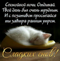 Sweet Dreams. Postcard. Picture. Sleeping cat in a shoe. Good night postcard!