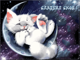 Sweet Dreams! Beautiful picture, animation, GIF for you! Postcard with a white cat who sleeps sweetly!