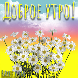 Good morning picture with daisies! Beautiful daisies, good morning! You can download my sunny postcard for free ...