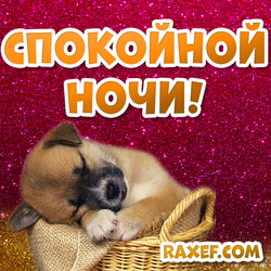 Goodnight! Postcard! Picture! Sleeping puppy in a basket! Postcard with a sleeping puppy! Dog!