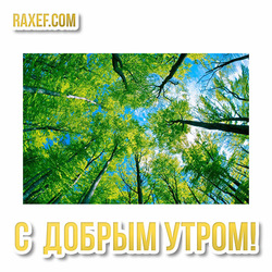 Good morning! Green picture, new postcard with a forest! Forest, trees! Download the green postcard!