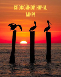 Perfect sunset with pelicans! Good night world! Picture, postcard!