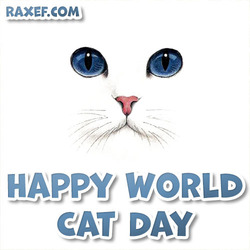 Beautiful picture! Happy cats day! Postcard for the day of cats! 8 August! White big cat!