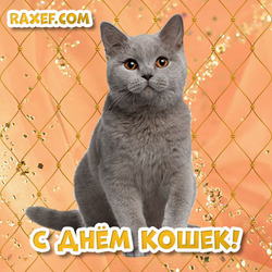 Postcard for the day of cats! Cat! 8 August!