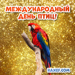 Postcard for the day of birds! A picture with a parrot! Red parrot!