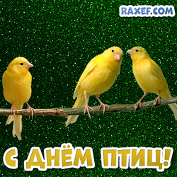 Three canaries! Happy birds day! Postcard for the day of birds! Picture on a green background!