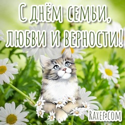 Cute postcard with a cat! Beautiful picture! Happy family day of love and fidelity! July 8! Holiday! Congratulations to the cat and daisies! Cat! Chamomile!