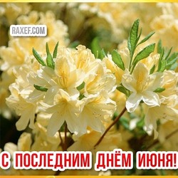 Postcard for June 30! Last day of summer! The picture is a blooming jasmine!