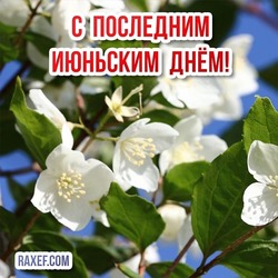 Postcard with wonderful jasmine flowers! Picture for the last day of June! The last June day! 30 June!