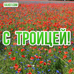 All Orthodox Christians on the Feast of the Holy Trinity! Picture! Postcard! Photo with poppies!