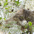 Всемирный день петербургских котов и кошек!