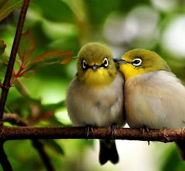 International bird day
