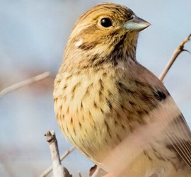 Oatmeal, Yarilo with oatmeal, Yarilo with harrow