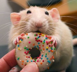 Всемирный день крысы