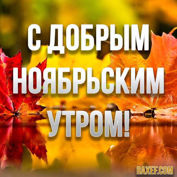 Доброе ноябрьское утро последнего месяца осени! Открытка, картинка с осенними листьями для друзей, близких и коллег по...