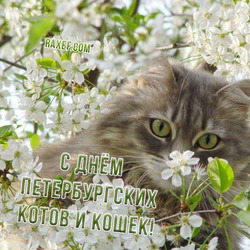 HAPPY DAY OF PETERSBURG CATS AND CATS!