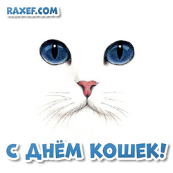 Postcard! Happy cats day! 8 August! Picture with a white cat! Free download! Beautiful e-card!