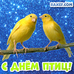 Happy birds day! Bird day card with domestic canaries! Picture! Canaries!