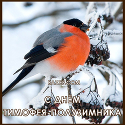 Timofeev day, Timofey-semi-winter. Postcard. Picture.