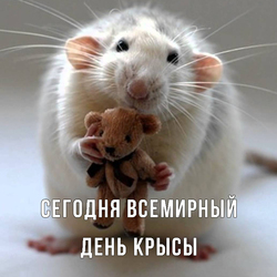 World rat day. Postcard. Picture.