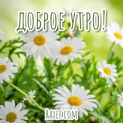 Good summer morning! With Camomiles! Chamomile! Pictures, postcards! Picture with a chamomile field! Download!