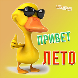 Summer greetings! Postcard with a duck! Hello summer! Picture.