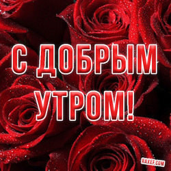 Postcard, picture with red roses! Good morning!