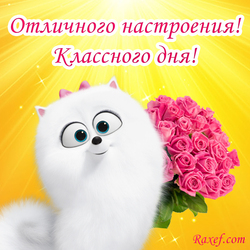 Have a great mood! Have a great day! The picture, the postcard is bright! With roses and the dog Gidget! Roses! The sun!