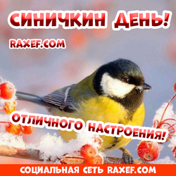 С праздником 12 ноября! Картинки, открытки на Синичкин день! Синичкин день – российский экологический праздник!