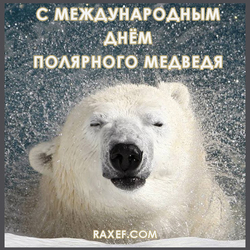 Международный день полярного медведя. Открытка. Картинка.