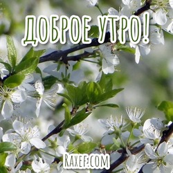 Доброе утро! Май! С добрым майским утром! Открытка с Черёмухой! Картинка!