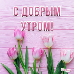 Картинка с розовыми тюльпанами! С добрым утром! Красивая открытка для женщины.
