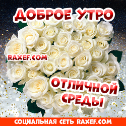 Доброе утро, среда! Открытки и пожелания в прозе для родных и для друзей! Открытка с розами! Белые розы! Розочки!