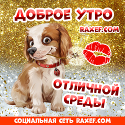 Доброе утро среды! Открытки с милыми собачками! Пожелания в стихах и в прозе! Красивые картинки на среду! Пожелания отличной среды!