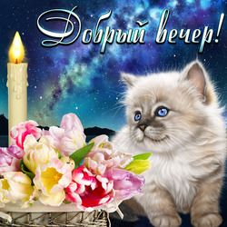 Добрый вечер. Открытка. Картинка. Пушистый, нежный, белый кот в цветах и при свечах желает вам очень доброго вечера!