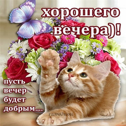 Открытка с милым рыжим котиком и цветами на тему хорошего вечера!