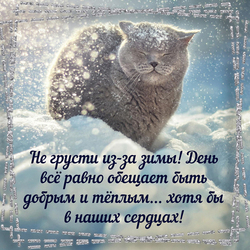 Хорошего зимнего дня. Картинка, открытка с котом на снегу.