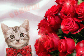Открытка, картинка, гифка с котом и красными розами в день 8 марта.