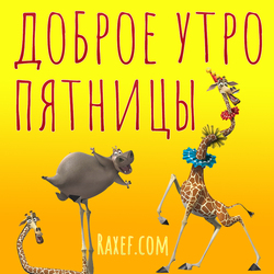Доброе утро пятницы! С добрым утром! Картинка, открытка с жирафом и бегемотом из Мадагаскара! Мелман и Глория! Герои...