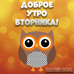 Доброе утро вторника! Картинки прикольные с совой! Сова! Открытка! Картинка! Скачать сову.