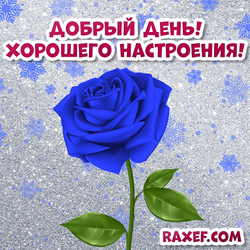 Доброго зимнего дня! Хорошего настроения! Зима! Открытка с розой! Роза! Голубая, синяя роза!