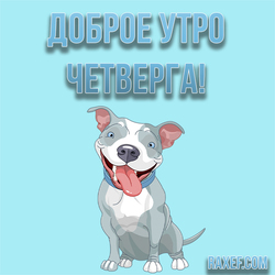 Открытка с добрым утром четверга! Картинка! Американский питбультерьер, щенок! Собака!
