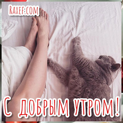 Доброе утро! Картинка! Котик! С котом открытка!