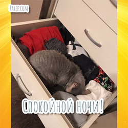 Спят усталые игрушки, книжки спят! Спокойной ночи! Открытка с котом! Котик спит!